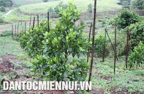 Vườn mít Thái gần 1 năm tuổi trên đất gò, dốc tại thôn 5, xã Ea Sô, huyện Ea Kar. Ảnh: Phạm Cường