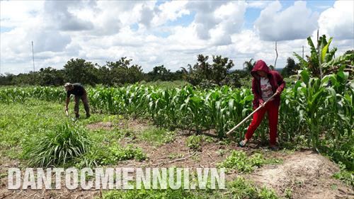 Chị Thị Hiền, một người dân ở Khu định canh, định cư Lộc Thành chăm sóc vườn ngô trên diện tích xen canh với cây điều và cây mì rộng 1ha được nhà nước cấp