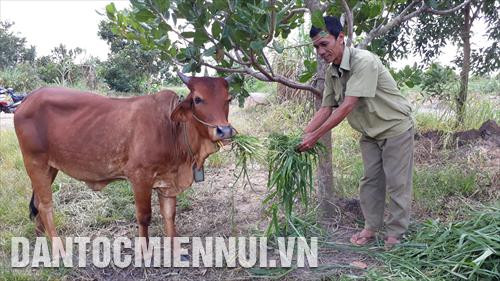 Từ đầu năm 2018, gia đình ông Lâm Lân ở Khu định canh, định cư Lộc Thành còn nuôi thêm 1 con bò cái sinh sản, có nguồn thu hơn 40 triệu đồng/năm