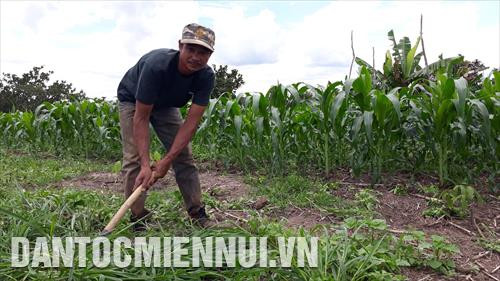 Anh Điểu Vong, một người dân ở Khu định canh, định cư Lộc Thành chăm sóc vườn ngô