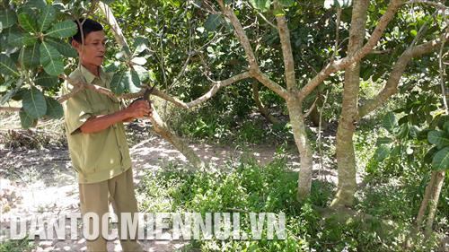 Lâm Lân trong vườn điều của gia đình thuộc khu Khu định canh, định cư Lộc Thành