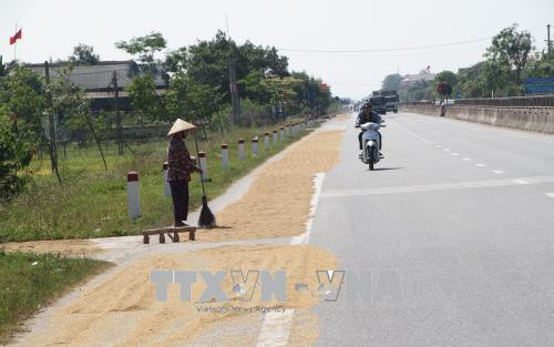 Người dân lấn chiếm lòng, lề đường trên tuyến QL 1A, đoạn qua huyện Cẩm Xuyên, để phơi lúa. Ảnh: Phan Quân - TTXVN