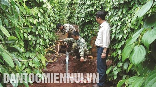 Để ứng phó với biến đổi khí hậu, huyện biên giới Đức Cơ (Gia Lai) đã chủ động phát triển mạnh các mô hình tưới nước tiết kiệm cho cây trồng