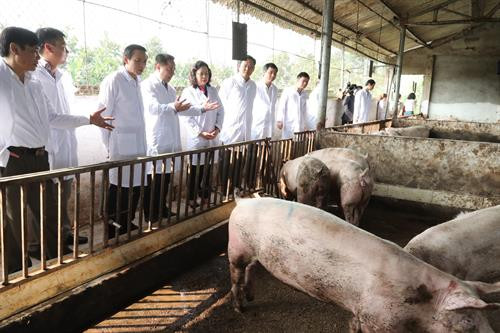 Bí thư Thành ủy Hà Nội Hoàng Trung Hải thăm mô hình chăn nuôi bò BBB của gia đình anh Vũ Kim Tuyền ở xã Thuần Mỹ, huyện Ba Vì (Hà Nội). Phó Bí thư Thường trực Thành ủy Hà Nội Ngô Thị Thanh Hằng thăm mô hình chăn nuôi Trang trại Xanh tại xã Lệ Chi, huyện Gia Lâm (Hà Nội).