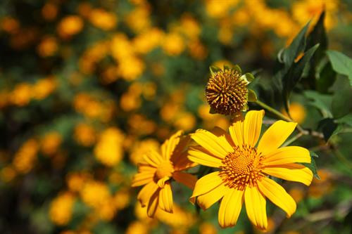 Hoa dã quỳ là loại hoa dại, có màu vàng sặc sỡ. Ảnh: Lê Hữu Quyết – TTXVN Hoa dã quỳ là loại hoa dại, có màu vàng sặc sỡ. Ảnh: Lê Hữu Quyết – TTXVN