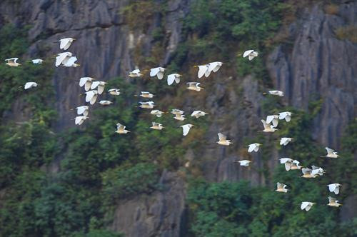 Chiều về trên đầm Vân Long. Cò, vạc và các loại chim nước về đây, sống và kiếm ăn ở hệ sinh thái ngập nước Vân Long vào mùa khô. Mỗi dịp đông đến Vân Long lại tràn ngập sắc trắng của những đàn cò trắng lên đến cả nghìn con bay về trú ngụ tạo nên khung cảnh nên thơ. Hàng nghìn loài chim, cò, vạc các loại tựu về đây, sống chen chúc trên những thảm rừng nguyên sinh trên núi đá vôi, hoặc kiếm sống ở các hệ sinh thái dưới ngập nước… Tiếng kêu của chúng làm xôn xao cả một vùng không gian vốn tĩnh lặng. Mỗi dịp đông đến Vân Long lại tràn ngập sắc trắng của những đàn cò trắng lên đến cả nghìn con bay về trú ngụ ... tạo nên khung cảnh vô cùng nên thơ. Đầm Vân Long Những khu rừng tràm tại Vân Long là nơi trú ngụ của những đàn cò lớn, là nơi ghỉ ngơi của chúng sau mỗi ngày kiếm ăn. Chiều về trên đầm Vân Long. Cò, vạc và các loại chim nước về đây, sống và kiếm ăn ở hệ sinh thái ngập nước Vân Long vào mùa khô. Mỗi dịp đông đến Vân Long lại tràn ngập sắc trắng của những đàn cò trắng lên đến cả nghìn con bay về trú ngụ tạo nên khung cảnh nên thơ. Hàng nghìn loài chim, cò, vạc các loại tựu về đây, sống chen chúc trên những thảm rừng nguyên sinh trên núi đá vôi, hoặc kiếm sống ở các hệ sinh thái dưới ngập nước… Tiếng kêu của chúng làm xôn xao cả một vùng không gian vốn tĩnh lặng. Mỗi dịp đông đến Vân Long lại tràn ngập sắc trắng của những đàn cò trắng lên đến cả nghìn con bay về trú ngụ ... tạo nên khung cảnh vô cùng nên thơ. Đầm Vân Long Những khu rừng tràm tại Vân Long là nơi trú ngụ của những đàn cò lớn, là nơi ghỉ ngơi của chúng sau mỗi ngày kiếm ăn.
