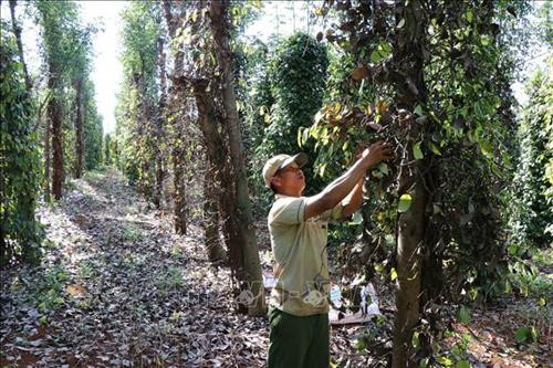 Hàng nghìn héc ta hồ tiêu tại huyện Đắk Song – thủ phủ hồ tiêu của tỉnh Đắk Nông đang bị nhiễm bệnh và chết hàng loạt. Ảnh : Phan Anh Dũng Hàng nghìn héc ta hồ tiêu tại huyện Đắk Song – thủ phủ hồ tiêu của tỉnh Đắk Nông đang bị nhiễm bệnh và chết hàng loạt. Ảnh : Phan Anh Dũng
