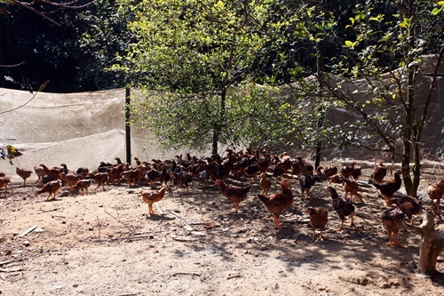 Đàn gà thả vườn của gia đình anh Dũng.