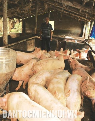 Các mô hình kinh tế gia trại, trang trại ở A Lưới phát triển, góp phần thay đổi phương thức sản xuất nhỏ lẻ của nhiều hộ đồng bào dân tộc sang sản xuất hàng hóa, nâng cao chất lượng và giá trị sản phẩm