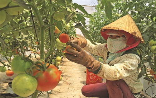 Cà chua giống ngoại nhập được trồng trong nhà kính theo tiêu chuẩn VietGAP ở huyện Đức Trọng (Lâm Đồng)