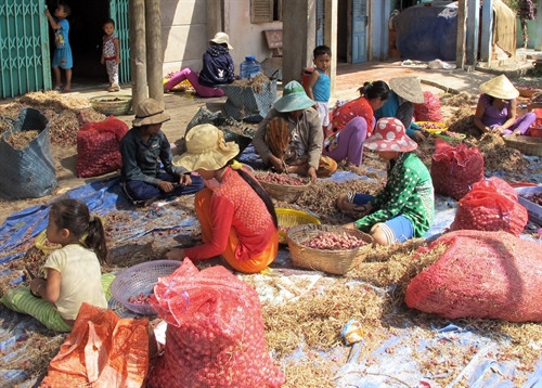Mùa thu hoạch hành tím ở Sóc Trăng. Ảnh: Trung Hiếu- TTXVN Mùa thu hoạch hành tím ở Sóc Trăng. Ảnh: Trung Hiếu- TTXVN