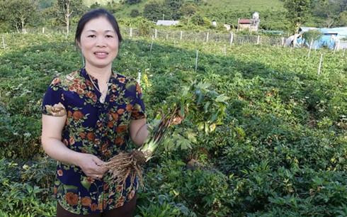 Chị Nguyễn Thu Huệ trong vườn đương quy bạc tỉ của mình.Theo:vov.vn