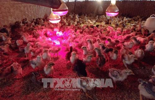 Gà con mới nở được nuôi trong các lồng có thiết bị sưởi, đảm bảo nhiệt độ tiêu chuẩn. Ảnh: Tùng Lâm - TTXVN Gà con mới nở được nuôi trong các lồng có thiết bị sưởi, đảm bảo nhiệt độ tiêu chuẩn. Ảnh: Tùng Lâm - TTXVN