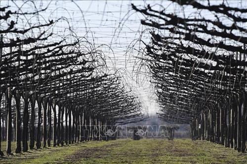Quang cảnh đồi nho Prosecco tại Ponte di Piave ở Veneto, Italy, ngày 27/2/2019. Ảnh: AFP/ TTXVN Quang cảnh đồi nho Prosecco tại Ponte di Piave ở Veneto, Italy, ngày 27/2/2019. Ảnh: AFP/ TTXVN