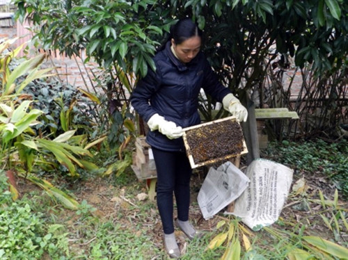 Nuôi ong mật không khó ảnh 1