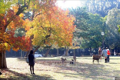 Hình ảnh đàn hươu lang thang dưới các gốc cây, thảm cỏ làm du khách khi đến thăm quan tưởng chừng như lạc vào một khu rừng cổ tích. Thậm chí, hươu còn được người dân Nara xem như một báu vật mà thiên nhiên đã ban tặng cho thành phố này. Ảnh: Huy Hùng – TTXVN Vào mùa thu, lá cây trong công viên Nara chuyển sang màu vàng đỏ rực rỡ, là điểm níu kéo các du khách khắp nơi đến tham quan. Ảnh: Huy Hùng – TTXVN Loài hươu ở đây rất gần gũi với con người bởi chúng đã được người dân địa phương thuần hóa, nên khi đến đây, du khách có thể thoải mái làm quen, vui đùa cùng bầy hươu. Ảnh: Huy Hùng – TTXVN Hươu Nara đã được thuần hóa từ lâu đời nên chúng có thể tiếp cận với con người một cách rất tự nhiên. Ảnh: Huy Hùng – TTXVN Công viên Nara là một trong những điểm du lịch khá nổi tiếng của du lịch Nhật Bản. Ảnh: Huy Hùng – TTXVN Công viên tọa lạc ở nơi thu hút du khách nhất thành phố Nara với những địa điểm nổi tiếng như chùa Todaiji, đền Kasuga Taisha, chùa Kofukuji và bảo tàng quốc tế Nara. Hươu Nara đã được thuần hóa từ lâu đời nên chúng có thể tiếp cận với con người một cách rất tự nhiên. Ảnh: Huy Hùng – TTXVN Chùa Todai-ji trong quần thể công viên Nara được coi là một di sản văn hóa thế giới, được xây dựng vào năm 728. Ngôi chùa được đánh giá là công trình kiến trúc gỗ lớn nhất thế giới. Ảnh: Huy Hùng – TTXVN