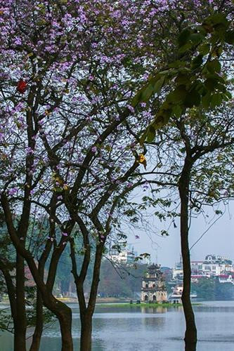 Hoa ban tím nở trên đường Hoàng Diệu thu hút các bạn trẻ tới đây chụp ảnh. Ảnh: Trọng Đạt - TTXVN