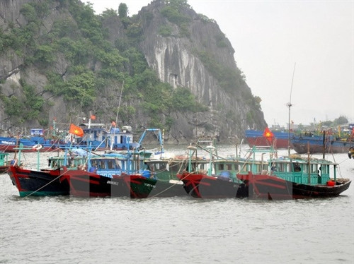 Các tàu được neo đậu để chống bão tại khu vực cột 5, thành phố Hạ Long (Quảng Ninh). Ảnh: Nguyễn Hoàng-TTXVN Các tàu được neo đậu để chống bão tại khu vực cột 5, thành phố Hạ Long (Quảng Ninh). Ảnh: Nguyễn Hoàng-TTXVN