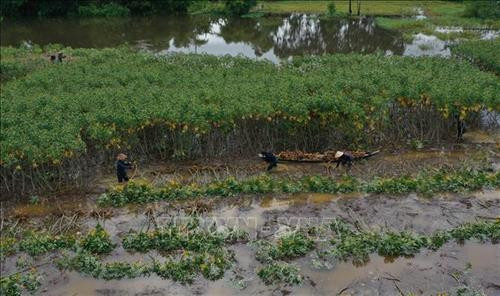 Nông dân huyện Quảng Điền (Thừa Thiên - Huế ) thu hoạch sắn bị ngập nước. Ảnh: Hồ Cầu-TTXVN Nông dân huyện Quảng Điền (Thừa Thiên - Huế ) thu hoạch sắn bị ngập nước. Ảnh: Hồ Cầu-TTXVN