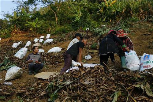 Cây dong giềng đem lại nguồn thu ổn định cho gia đình anh Đăng. Ảnh: Nam Sương - TTXVN Cây dong giềng đem lại nguồn thu ổn định cho gia đình anh Đăng. Ảnh: Nam Sương - TTXVN