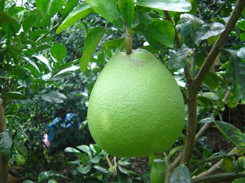 10 tác dụng của bưởi với sức khỏe con người ảnh 1