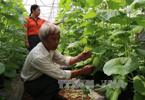 Ông Thọ cùng cán bộ hội nông dân xã kiểm tra ruộng dưa trồng trong nhà màng. Ảnh: K GỬIH -TTXVN