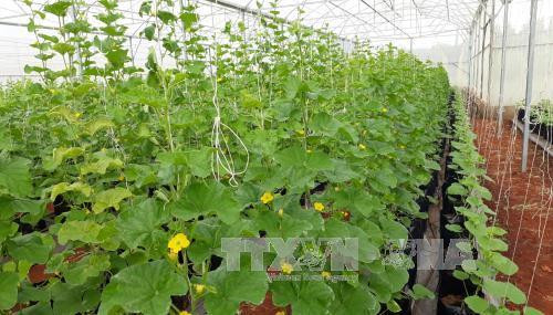 Dưa lưới trồng trong nhà màng mang lại hiệu quả cao, đảm bảo an toàn cho người tiêu dùng. Ảnh: K GỬIH -TTXVN