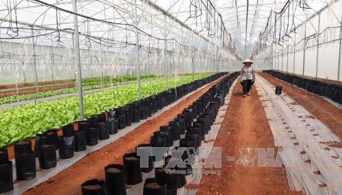 Mô hình nhà màng trồng các loại rau quả an toàn mang lại hiệu quả kinh tế cao ở Bình Phước. Ảnh: KGƯH-TTXVN