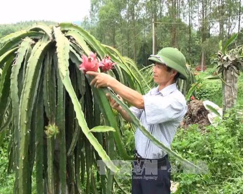 Vườn thanh long ruột đỏ của gia đình ông Nguyễn Đình Long cho thu nhập gần 1 tỷ đồng/năm. Ảnh: Nguyễn Thảo – TTXVN