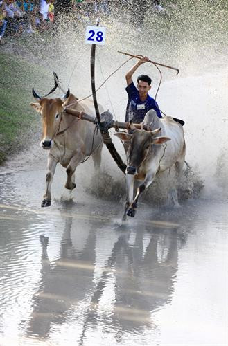 Vòng 1 gọi là vòng hô, với những cú nước rút. Vòng 1 gọi là vòng hô, với những cú nước rút.