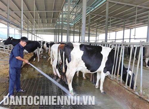 Vệ sinh chuồng trại sạch sẽ trước khi thu hoạch sữa. Ảnh: Nguyễn Dũng Những trang trại bò sữa đạt chuẩn chất lượng cao tại Lâm Đồng còn thu hút nhiều người làm công tác nghiên cứu, người nông dân đến tham quan, học hỏi kinh nghiệm. Ảnh: Nguyễn Dũng Để phát triển đàn bò sữa bền vững, Lâm Đồng khuyến khích các doanh nghiệp đầu tư chăn nuôi bò, tập trung xây dựng chuỗi giá trị liên kết sản xuất với tiêu thụ sản phẩm. Ảnh: Nguyễn Dũng Lâm Đồng là một trong những tỉnh đứng đầu cả nước về số lượng bò sữa và sản lượng sữa. Ảnh: Nguyễn Dũng