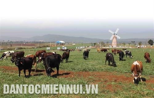 Đàn bò sữa được nuôi thả trong môi trường tự nhiên theo hướng hữu cơ tại Công ty cổ phần sữa Vinamilk (Lâm Đồng). Ảnh: Nguyễn Dũng