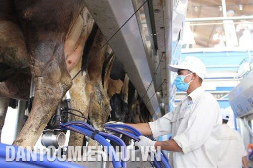 Vệ sinh chuồng trại sạch sẽ trước khi thu hoạch sữa. Ảnh: Nguyễn Dũng Những trang trại bò sữa đạt chuẩn chất lượng cao tại Lâm Đồng còn thu hút nhiều người làm công tác nghiên cứu, người nông dân đến tham quan, học hỏi kinh nghiệm. Ảnh: Nguyễn Dũng Để phát triển đàn bò sữa bền vững, Lâm Đồng khuyến khích các doanh nghiệp đầu tư chăn nuôi bò, tập trung xây dựng chuỗi giá trị liên kết sản xuất với tiêu thụ sản phẩm. Ảnh: Nguyễn Dũng Lâm Đồng là một trong những tỉnh đứng đầu cả nước về số lượng bò sữa và sản lượng sữa. Ảnh: Nguyễn Dũng