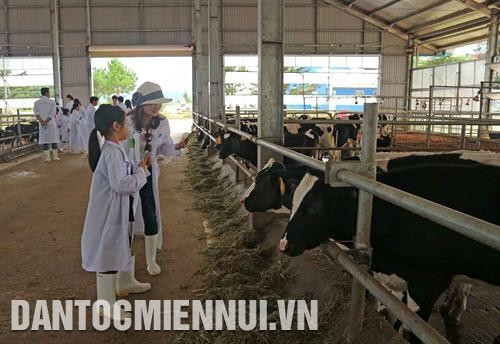 Vệ sinh chuồng trại sạch sẽ trước khi thu hoạch sữa. Ảnh: Nguyễn Dũng Những trang trại bò sữa đạt chuẩn chất lượng cao tại Lâm Đồng còn thu hút nhiều người làm công tác nghiên cứu, người nông dân đến tham quan, học hỏi kinh nghiệm. Ảnh: Nguyễn Dũng Để phát triển đàn bò sữa bền vững, Lâm Đồng khuyến khích các doanh nghiệp đầu tư chăn nuôi bò, tập trung xây dựng chuỗi giá trị liên kết sản xuất với tiêu thụ sản phẩm. Ảnh: Nguyễn Dũng Lâm Đồng là một trong những tỉnh đứng đầu cả nước về số lượng bò sữa và sản lượng sữa. Ảnh: Nguyễn Dũng
