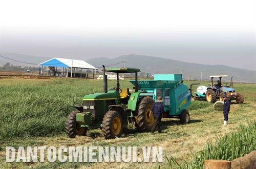 Vệ sinh chuồng trại sạch sẽ trước khi thu hoạch sữa. Ảnh: Nguyễn Dũng Những trang trại bò sữa đạt chuẩn chất lượng cao tại Lâm Đồng còn thu hút nhiều người làm công tác nghiên cứu, người nông dân đến tham quan, học hỏi kinh nghiệm. Ảnh: Nguyễn Dũng Để phát triển đàn bò sữa bền vững, Lâm Đồng khuyến khích các doanh nghiệp đầu tư chăn nuôi bò, tập trung xây dựng chuỗi giá trị liên kết sản xuất với tiêu thụ sản phẩm. Ảnh: Nguyễn Dũng Lâm Đồng là một trong những tỉnh đứng đầu cả nước về số lượng bò sữa và sản lượng sữa. Ảnh: Nguyễn Dũng