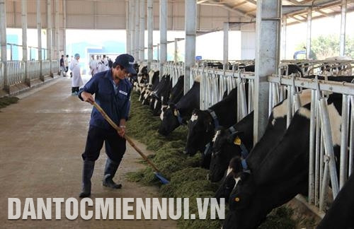 Từ chăn nuôi bò sữa, nhiều hộ nông dân ở huyện Đơn Dương đã có cuộc sống ổn định, thu nhập bình quân hàng trăm triệu đồng/năm. Ảnh: Nguyễn Dũng