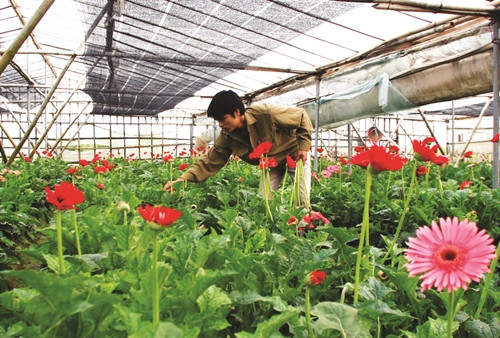 Nằm cách trung tâm thành phố khoảng 15 km, làng hoa truyền thống Tây Tựu thuộc quận Bắc Từ Liêm được xem là làng hoa lớn nhất Hà Nội