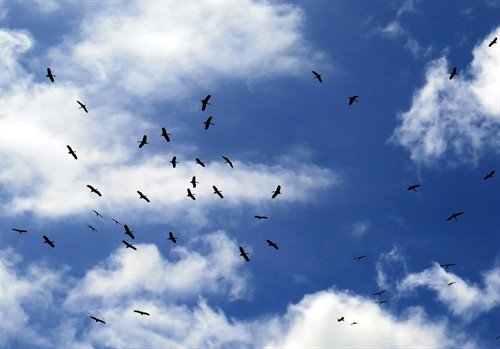 Đàn cò Nhạn bay lượn trên bầu trời thành phố Điện Biên Phủ. Đàn cò Nhạn bay lượn trên bầu trời thành phố Điện Biên Phủ.