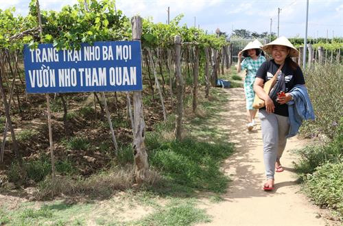 Du khách tham quan trang trại nho Ba Mọi (xã Phước Thuận, huyện Ninh Phước). Ảnh: Nguyễn Thành - TTXVN Du khách tham quan trang trại nho Ba Mọi (xã Phước Thuận, huyện Ninh Phước). Ảnh: Nguyễn Thành - TTXVN