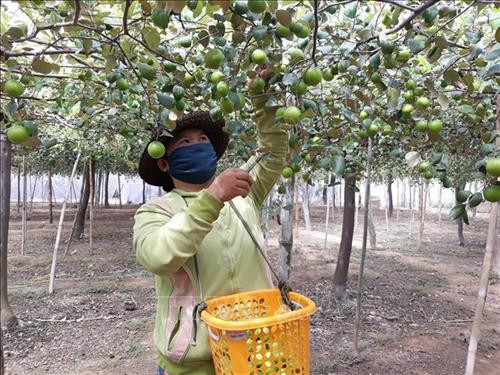 Nông dân thị trấn Phước Dân (huyện Ninh Phước, Ninh Thuận) thu hoạch táo. Ảnh: Nguyễn Thành – TTXVN Nông dân thị trấn Phước Dân (huyện Ninh Phước, Ninh Thuận) thu hoạch táo. Ảnh: Nguyễn Thành – TTXVN