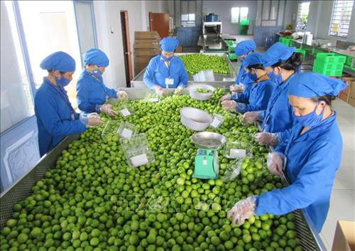 Sơ chế, đóng gói táo tại cơ sở sản xuất ở xã Phước Thuận (huyện Ninh Phước, Ninh Thuận). Ảnh: Nguyễn Thành - TTXVN Sơ chế, đóng gói táo tại cơ sở sản xuất ở xã Phước Thuận (huyện Ninh Phước, Ninh Thuận). Ảnh: Nguyễn Thành - TTXVN