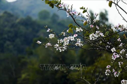 Hoa Ban thường nở rộ vào cuối tháng 3. Ảnh: Phan Tuấn Anh - TTXVN Hoa Ban thường nở rộ vào cuối tháng 3. Ảnh: Phan Tuấn Anh - TTXVN
