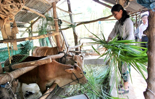 Từ 20 triệu đồng hộ nghèo, chị Nguyễn Thị Lệ Thanh ở thôn Phước Nhuận, xã Xuân Quang 3, huyện Đồng Xuân đầu tư vào nuôi bò