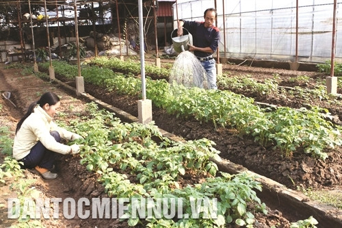 Trước khi trồng khoai tây cần làm đất kỹ, lên luống rộng 1 - 1,2 m, cao 30 - 35 cm