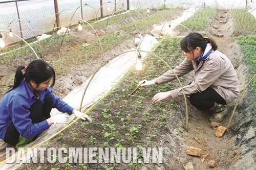 Có thể trồng khoai tây từ những cây giống sạch bệnh được nhân giống bằng phương pháp nuôi cấy mô