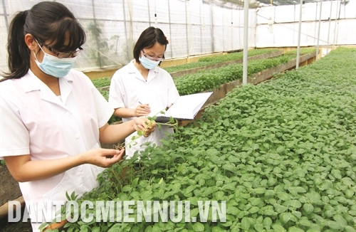 Kiểm tra sự phát triển của cây khoai tây giống