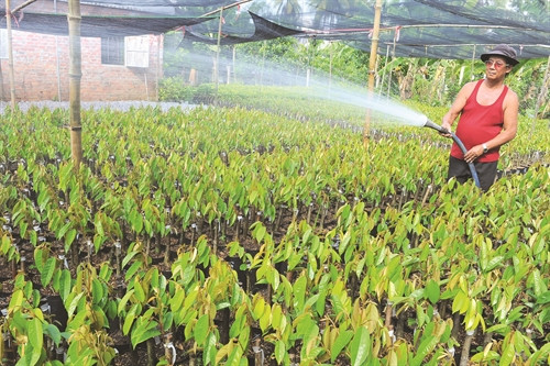 Chỉ tưới cho cây với lượng nước rất ít, đủ cho cây không bị héo lá Chỉ tưới cho cây với lượng nước rất ít, đủ cho cây không bị héo lá