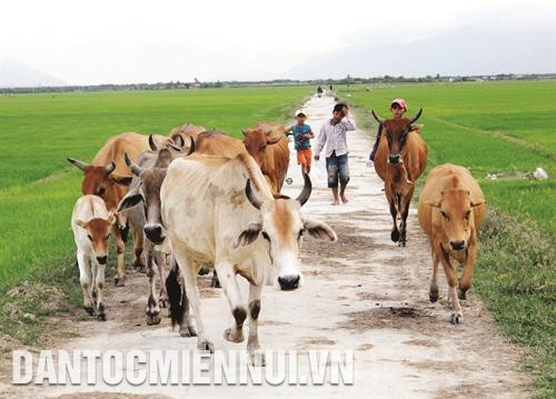 Công tác giáo dục cho đồng bào dân tộc thiểu số, trong đó có việc dạy tiếng nói và chữ viết của các dân tộc thiểu số trên địa bàn huyện Ninh Hải đã đạt được nhiều dấu ấn quan trọng. Ảnh: Công Thử Đồng bào dân tộc ở xã Vĩnh Hải chăm sóc giống nho mới NH 01-152. Ảnh: Công Thử Chăn nuôi gia súc có sừng là lợi thế kinh tế của xã Xuân Hải. Ảnh: Công Thử Đưa nước sinh hoạt về với đồng bào dân tộc ở xã Vĩnh Hải. Ảnh: Công Thử Công tác giáo dục cho đồng bào dân tộc thiểu số, trong đó có việc dạy tiếng nói và chữ viết của các dân tộc thiểu số trên địa bàn huyện Ninh Hải đã đạt được nhiều dấu ấn quan trọng. Ảnh: Công Thử Đồng bào dân tộc ở xã Vĩnh Hải chăm sóc giống nho mới NH 01-152. Ảnh: Công Thử Chăn nuôi gia súc có sừng là lợi thế kinh tế của xã Xuân Hải. Ảnh: Công Thử Đưa nước sinh hoạt về với đồng bào dân tộc ở xã Vĩnh Hải. Ảnh: Công Thử