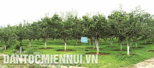 Huyện Bắc Hà năm 2019 trồng mới 36 ha hoa ứng dụng công nghệ cao, trong đó các loại hoa được trồng chủ yếu là địa lan, ly, hồng và đồng tiền. Ảnh: Hoàng Hà Những năm qua, Trại nghiên cứu và sản xuất rau quả Bắc Hà thuộc Trung tâm giống nông - lâm nghiệp tỉnh Lào Cai đã khai thác và phát huy tiềm năng phát triển cây ăn quả đặc sản, tạo sản phẩm hàng hóa, góp phần phát triển kinh tế - xã hội địa phương. Trong ảnh: Vườn ươm giống lê VH6 được nhập từ Đài Loan về nghiên cứu khảo nghiệm tại Trại nghiên cứu và sản xuất rau quả Bắc Hà. Ảnh: Hoàng Hà Huyện Bắc Hà năm 2019 trồng mới 36 ha hoa ứng dụng công nghệ cao, trong đó các loại hoa được trồng chủ yếu là địa lan, ly, hồng và đồng tiền. Ảnh: Hoàng Hà Những năm qua, Trại nghiên cứu và sản xuất rau quả Bắc Hà thuộc Trung tâm giống nông - lâm nghiệp tỉnh Lào Cai đã khai thác và phát huy tiềm năng phát triển cây ăn quả đặc sản, tạo sản phẩm hàng hóa, góp phần phát triển kinh tế - xã hội địa phương. Trong ảnh: Vườn ươm giống lê VH6 được nhập từ Đài Loan về nghiên cứu khảo nghiệm tại Trại nghiên cứu và sản xuất rau quả Bắc Hà. Ảnh: Hoàng Hà