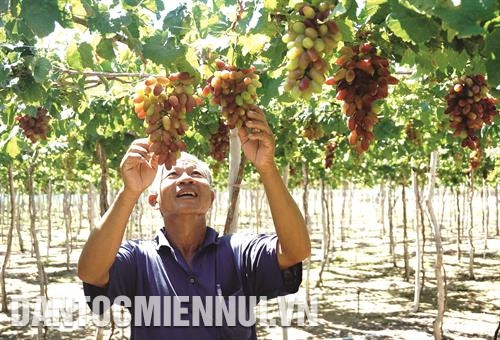 Công tác giáo dục cho đồng bào dân tộc thiểu số, trong đó có việc dạy tiếng nói và chữ viết của các dân tộc thiểu số trên địa bàn huyện Ninh Hải đã đạt được nhiều dấu ấn quan trọng. Ảnh: Công Thử Đồng bào dân tộc ở xã Vĩnh Hải chăm sóc giống nho mới NH 01-152. Ảnh: Công Thử Chăn nuôi gia súc có sừng là lợi thế kinh tế của xã Xuân Hải. Ảnh: Công Thử Đưa nước sinh hoạt về với đồng bào dân tộc ở xã Vĩnh Hải. Ảnh: Công Thử Công tác giáo dục cho đồng bào dân tộc thiểu số, trong đó có việc dạy tiếng nói và chữ viết của các dân tộc thiểu số trên địa bàn huyện Ninh Hải đã đạt được nhiều dấu ấn quan trọng. Ảnh: Công Thử Đồng bào dân tộc ở xã Vĩnh Hải chăm sóc giống nho mới NH 01-152. Ảnh: Công Thử Chăn nuôi gia súc có sừng là lợi thế kinh tế của xã Xuân Hải. Ảnh: Công Thử Đưa nước sinh hoạt về với đồng bào dân tộc ở xã Vĩnh Hải. Ảnh: Công Thử